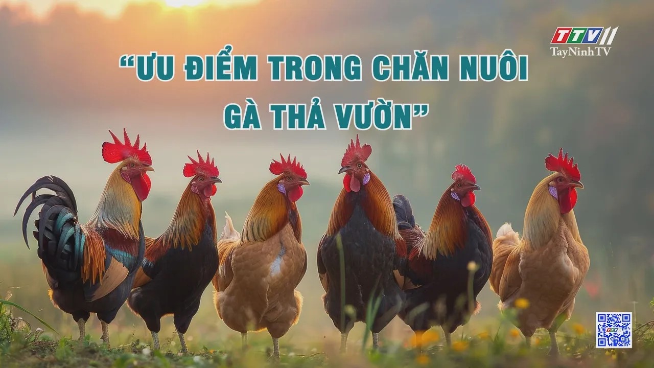 Ưu điểm trong chăn nuôi gà thả vườn | NÔNG NGHIỆP TÂY NINH | TayNinhTV